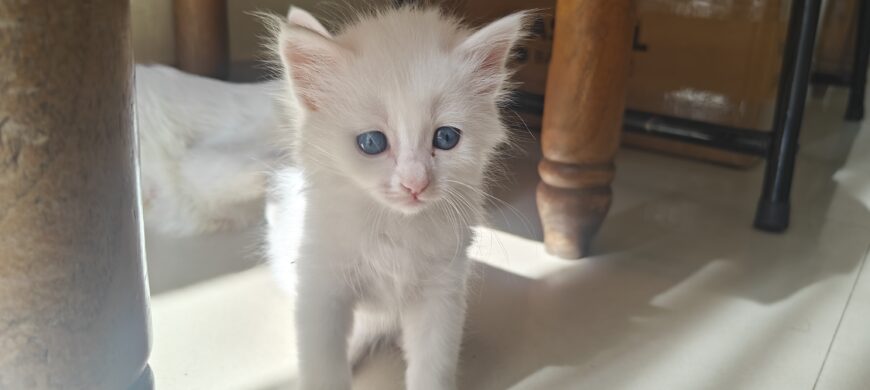 Blue eyed Persian kittens 2 month old