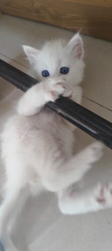 Blue eyed Persian kittens 2 month old