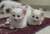 Blue eyed Persian kittens 2 month old