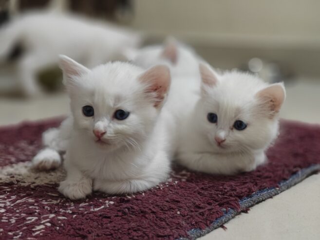 Blue eyed Persian kittens 2 month old