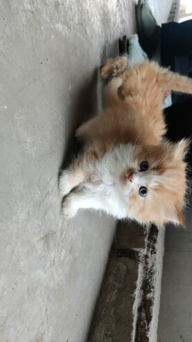 Persian kittens calico