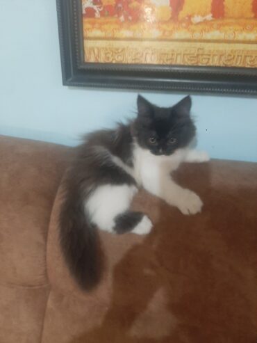 Female persian kitten for sale