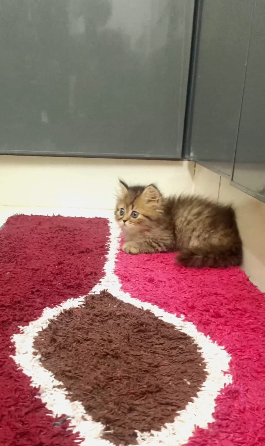 Siberican cat D