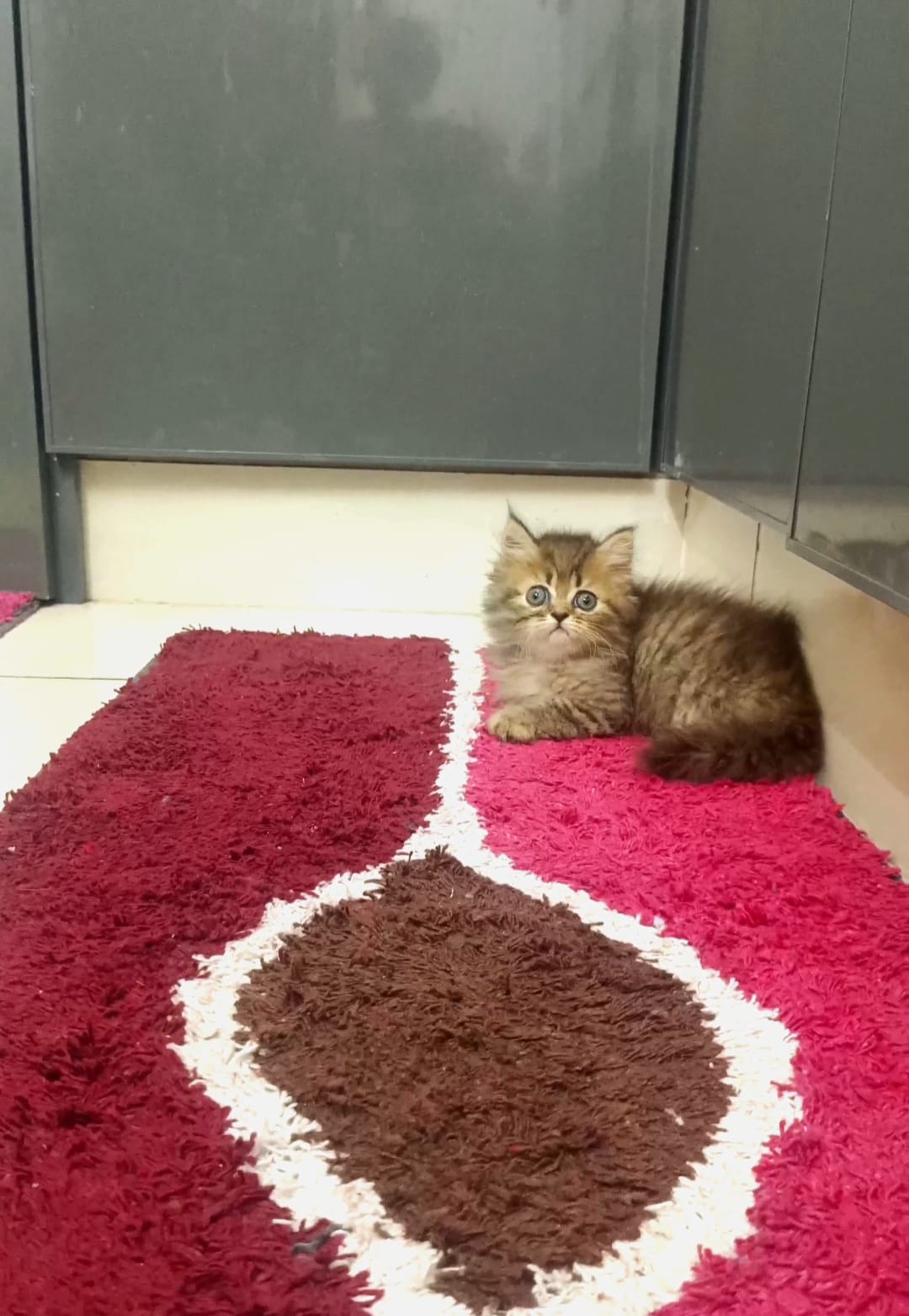 Siberican cat D