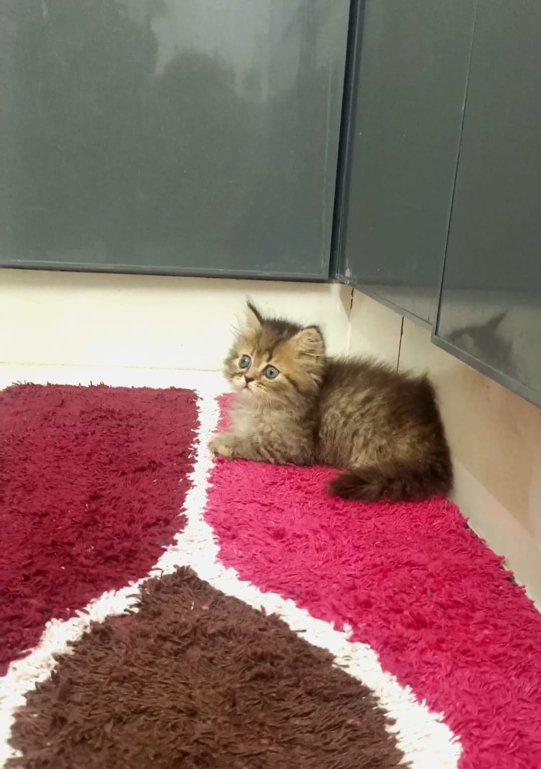 Siberican cat D