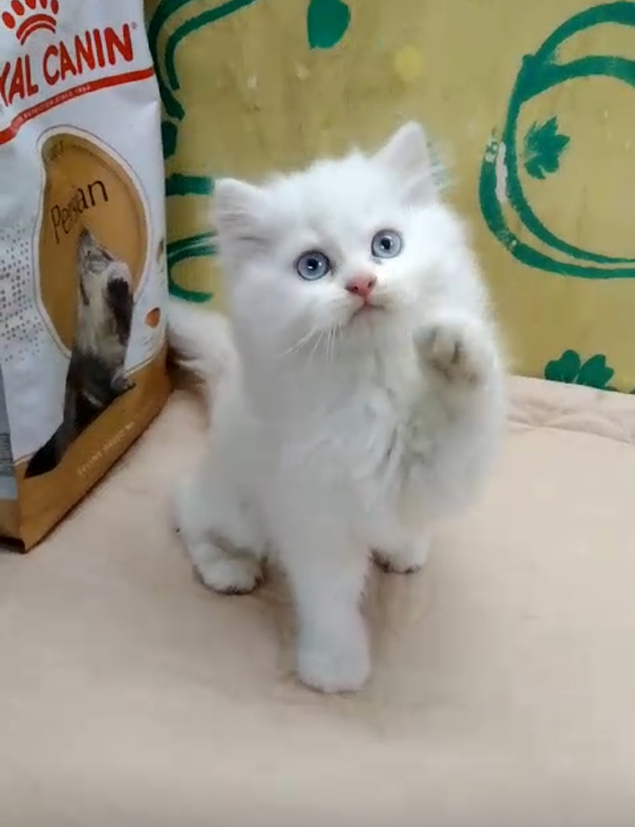 White percisan D