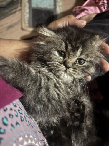 Persian cat , gray , female