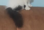 Female persian kitten for sale