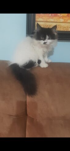 Female persian kitten for sale