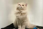 PERSIAN KITTEN FOR SALE