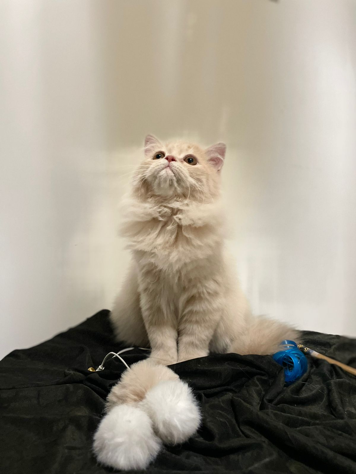 PERSIAN KITTEN FOR SALE D