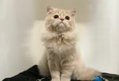 PERSIAN KITTEN FOR SALE