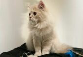 PERSIAN KITTEN FOR SALE