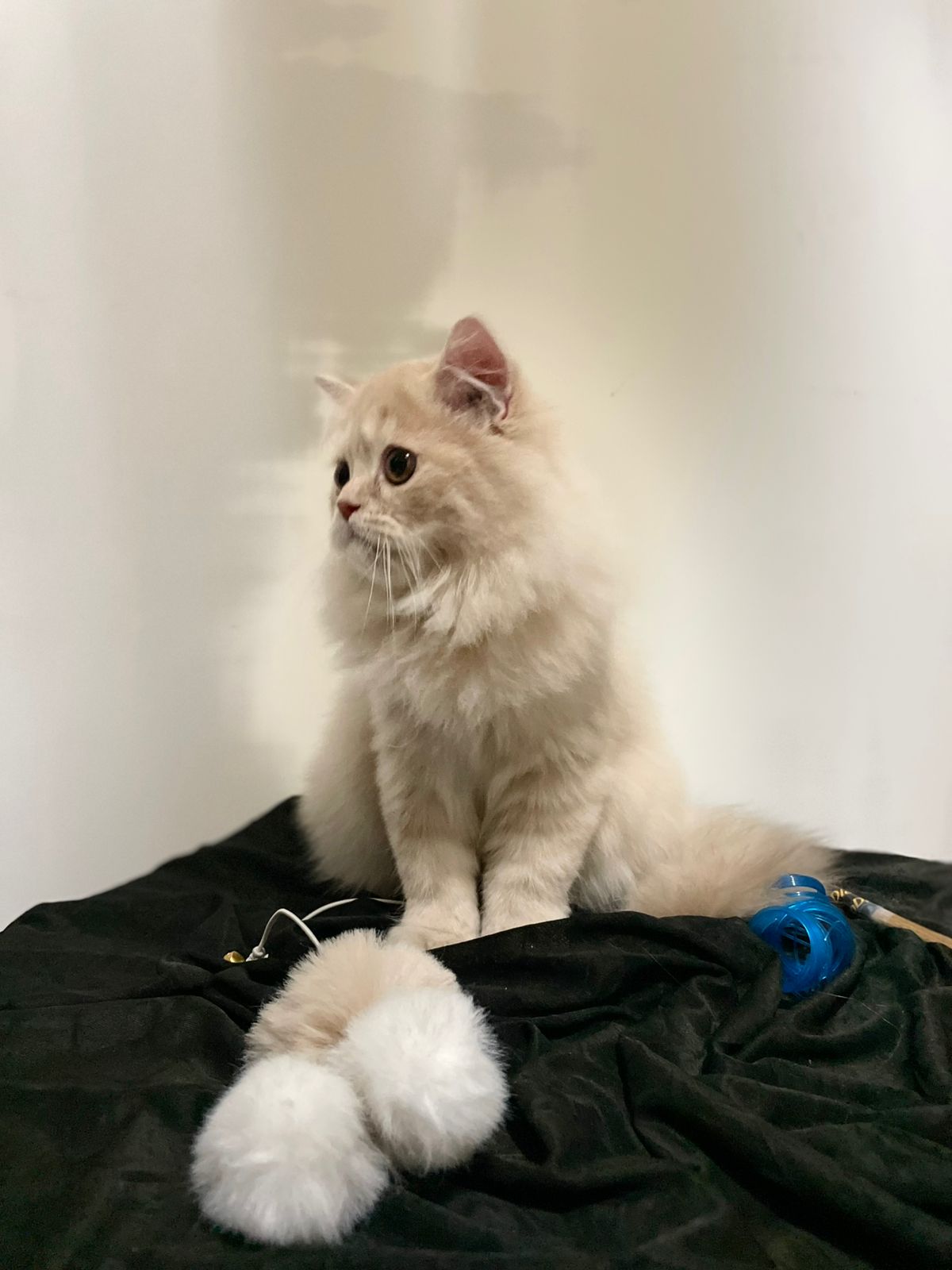 PERSIAN KITTEN FOR SALE D