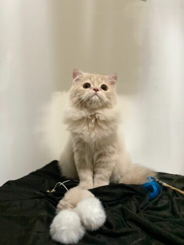 PERSIAN KITTEN FOR SALE