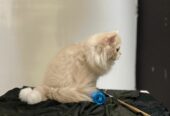 PERSIAN KITTEN FOR SALE