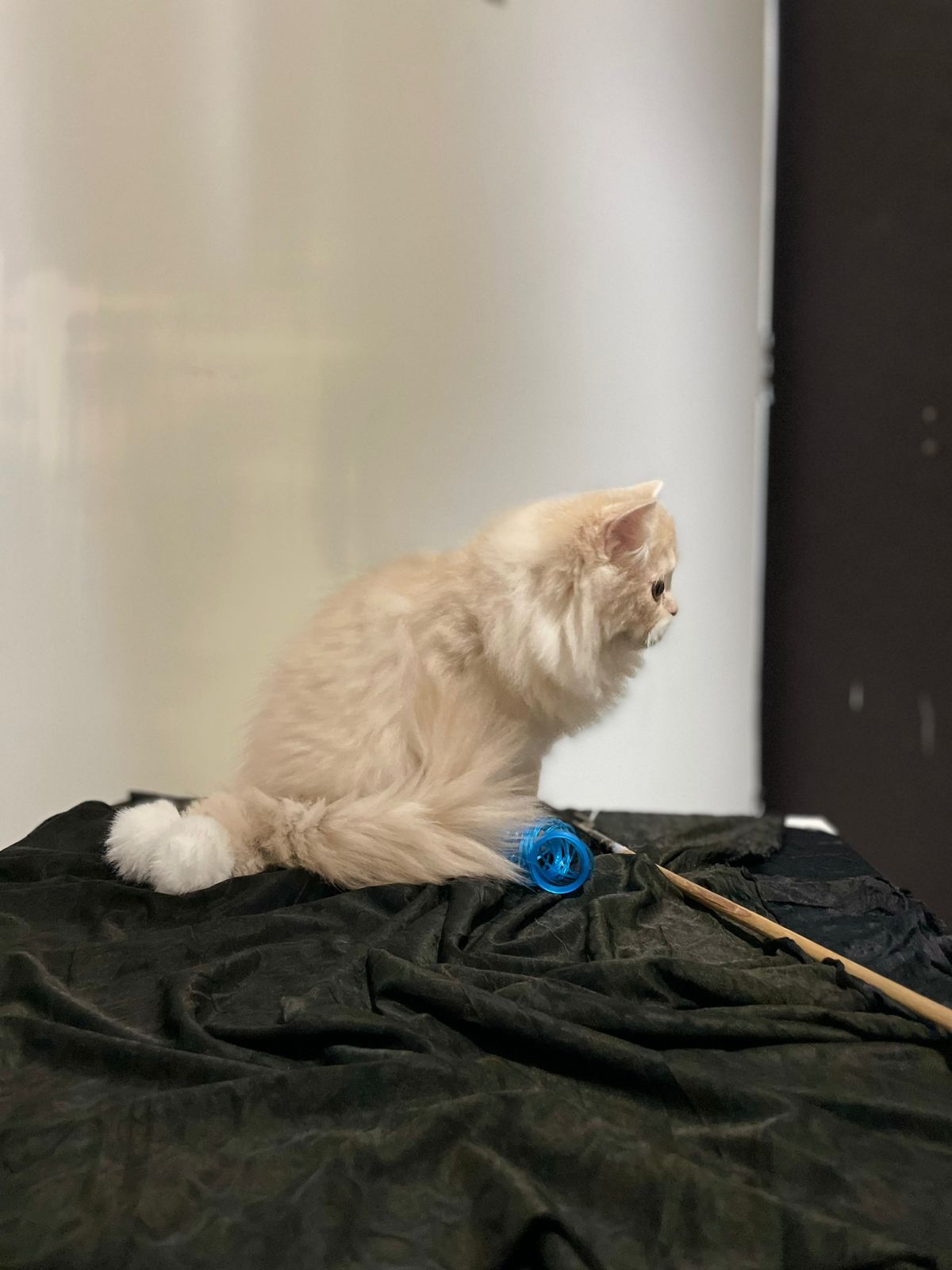 PERSIAN KITTEN FOR SALE D