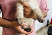 A Himalayan (Colorpoint Persian) Kitten 2- Months Old healthy and active.