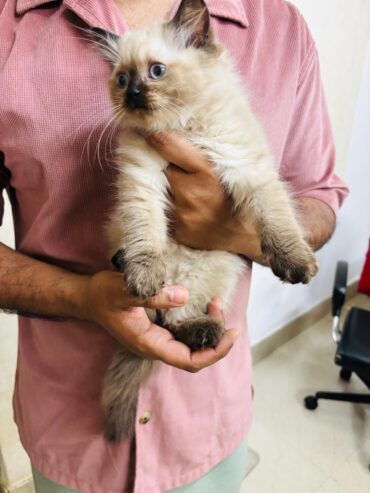 A Himalayan (Colorpoint Persian) Kitten 2- Months Old healthy and active.