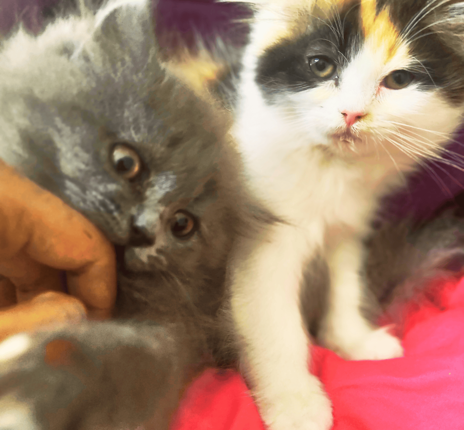 Exotic Persian and British/Russian Blue mix D