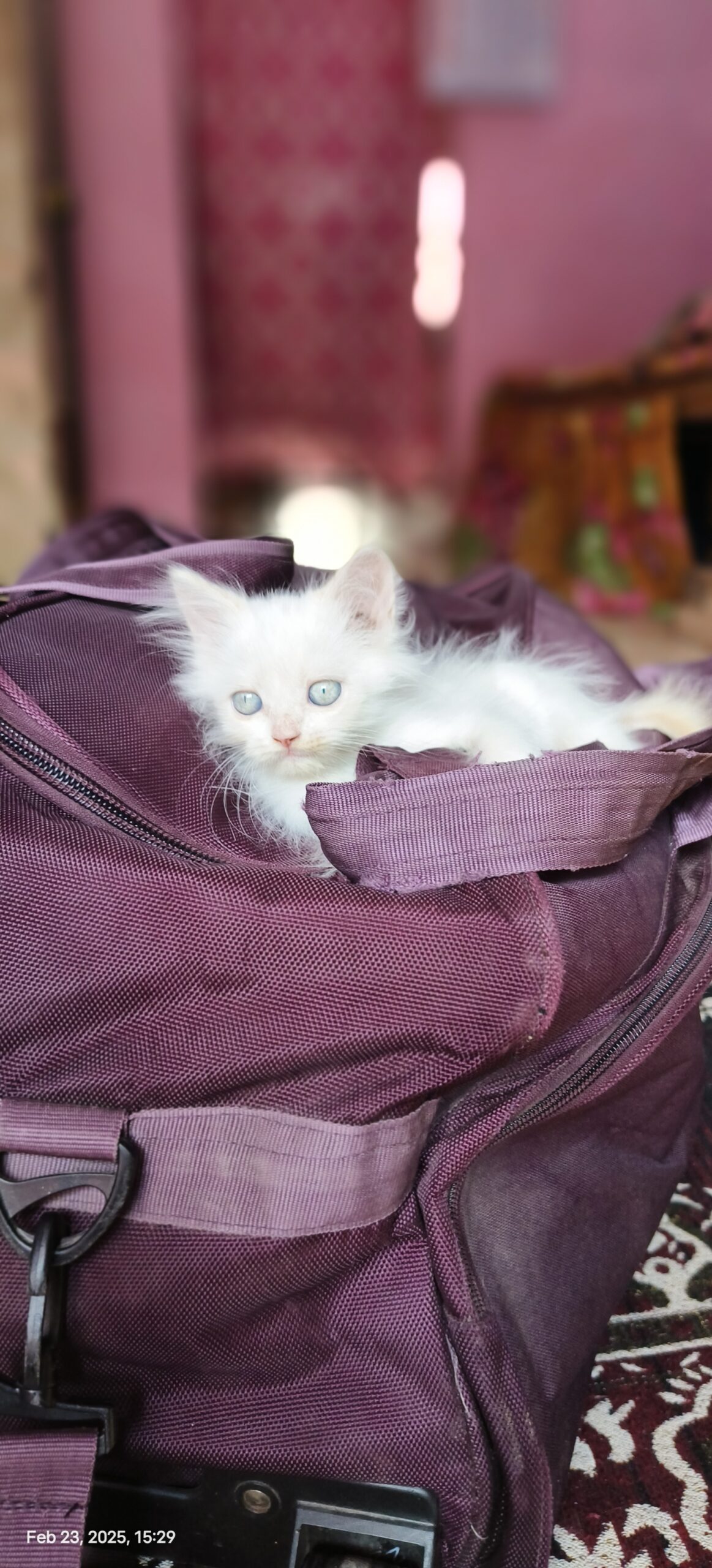 Persian kitten D