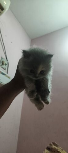 Persian cat