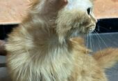 Persian cat