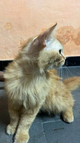 Persian cat