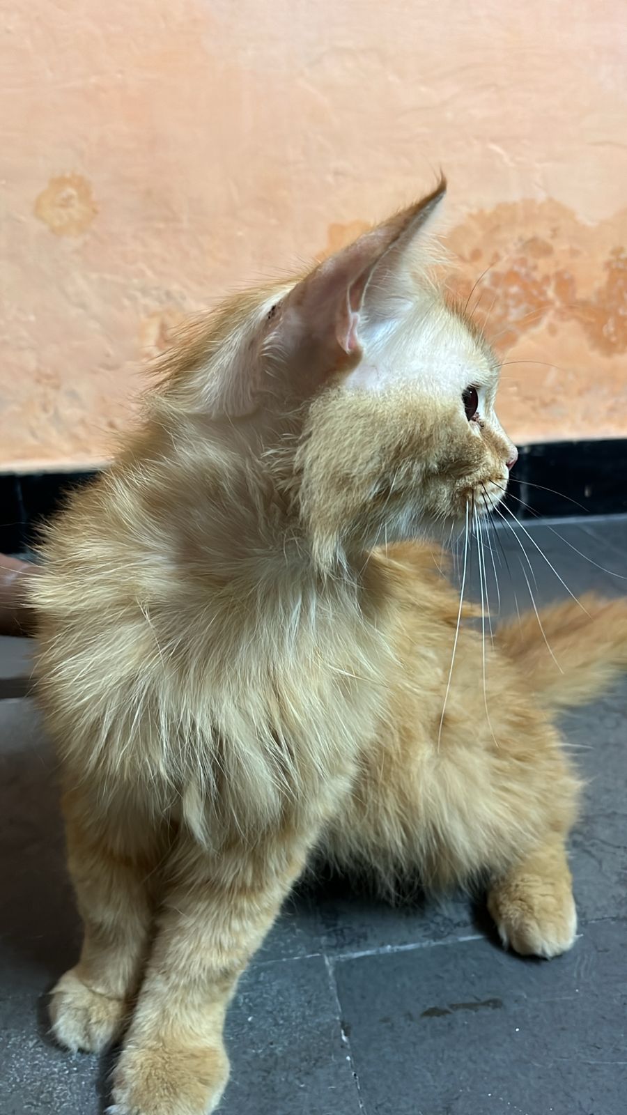 Persian cat