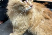 Persian cat