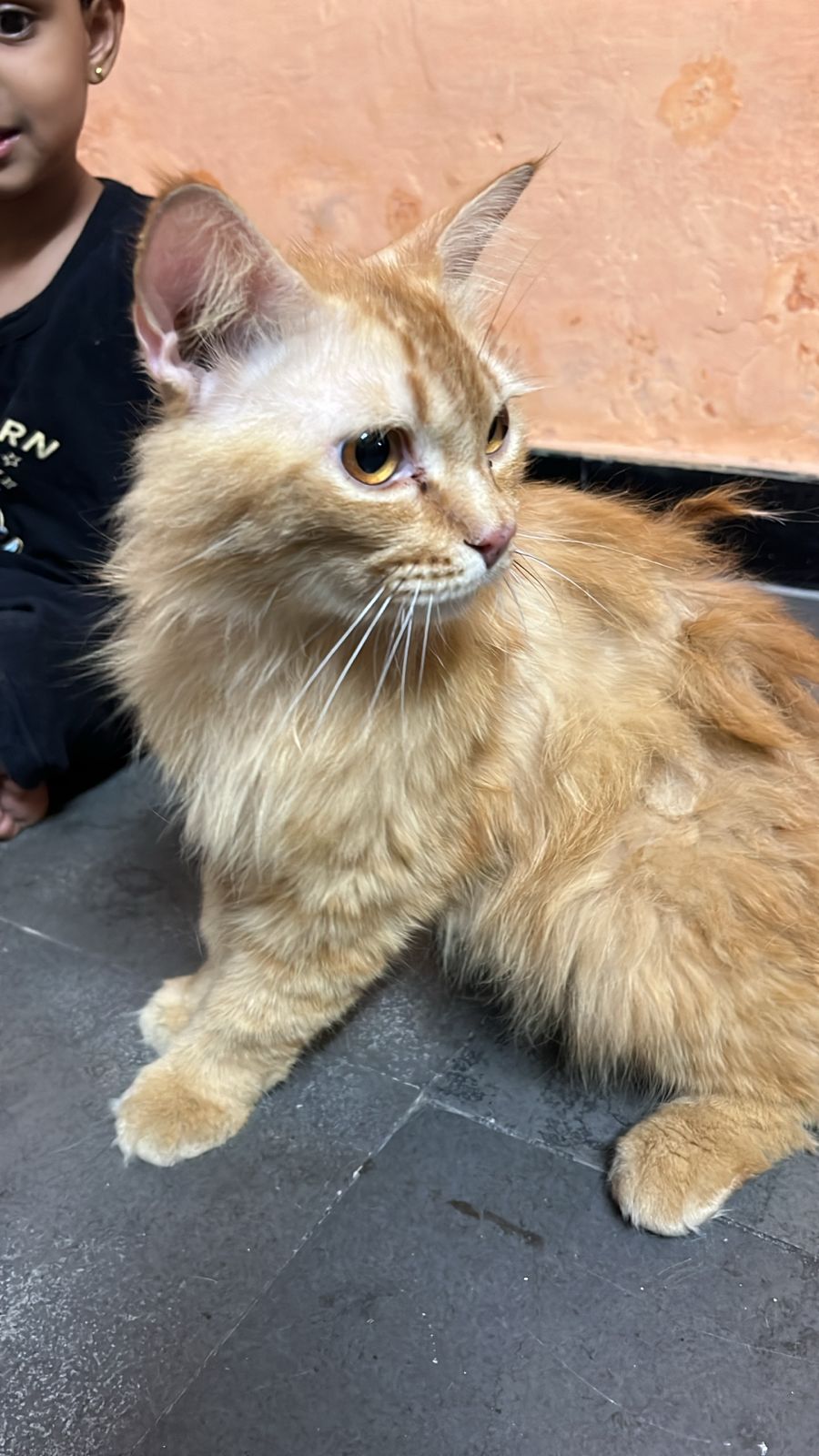 Persian cat