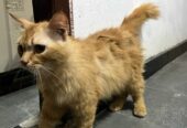 Persian cat