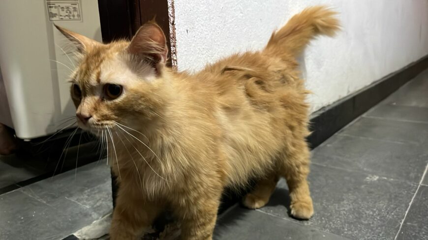 Persian cat
