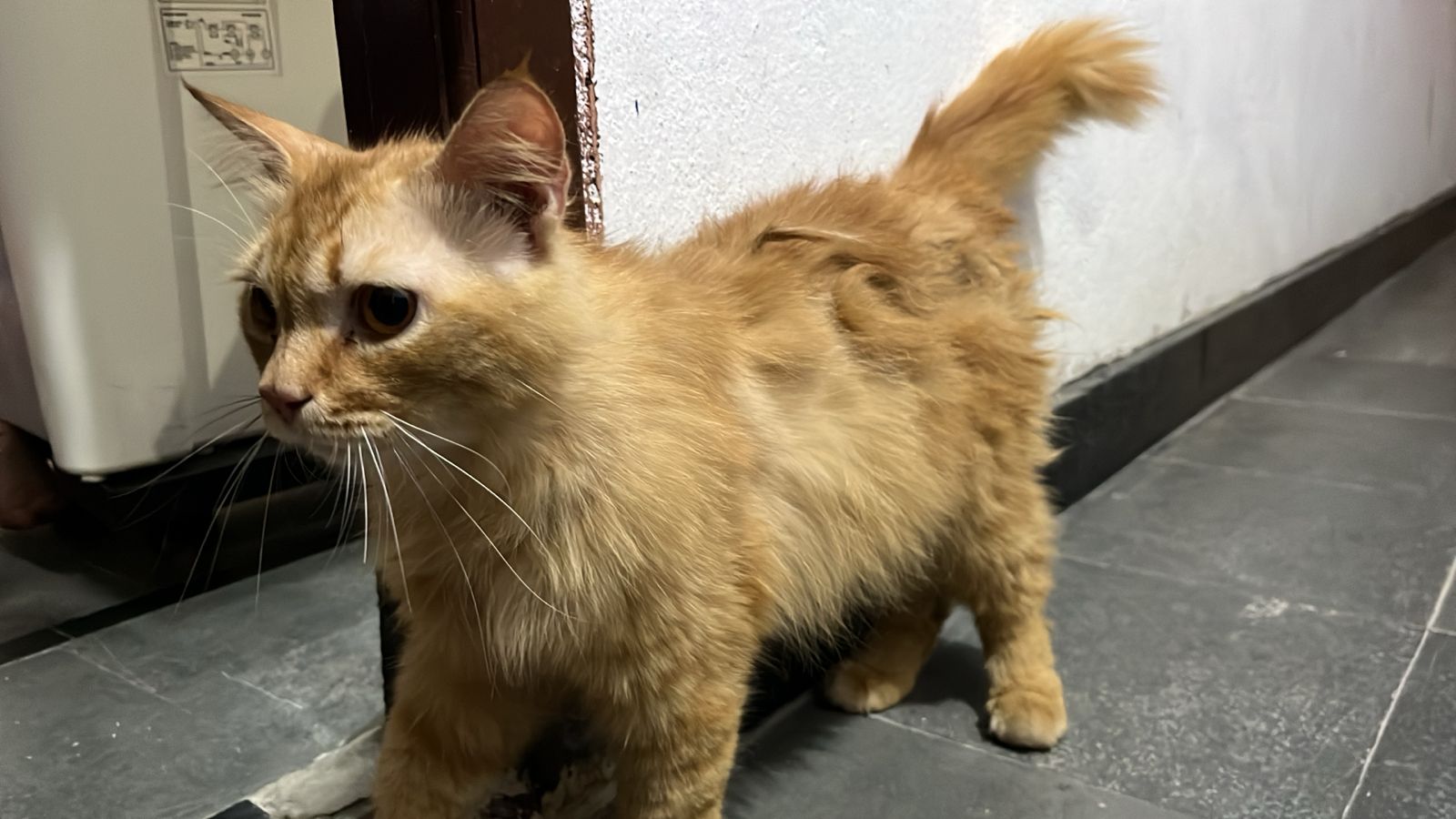 Persian cat