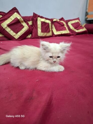 Fluffy D