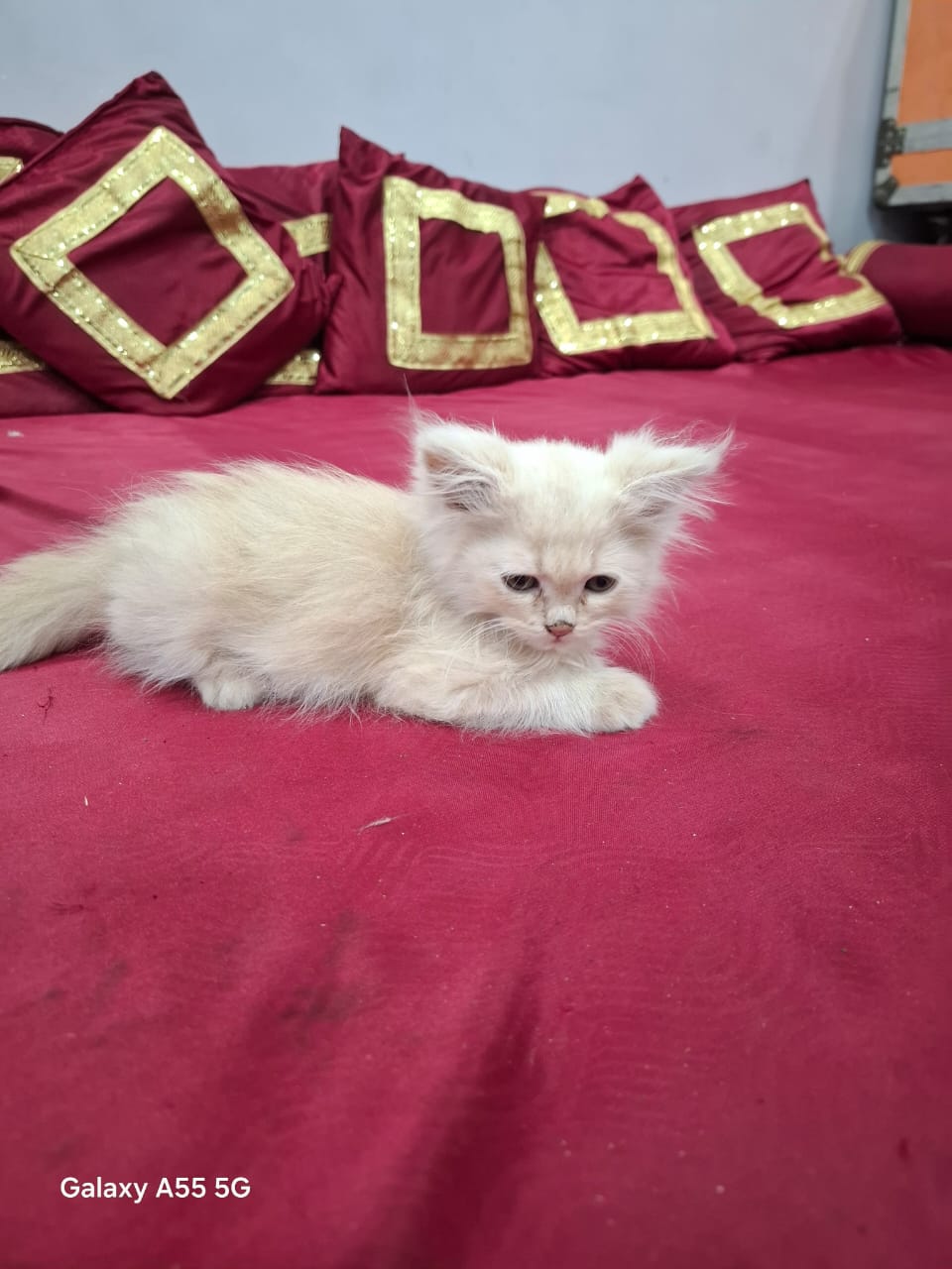 Fluffy D
