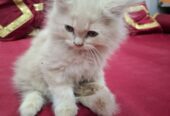 Fluffy D