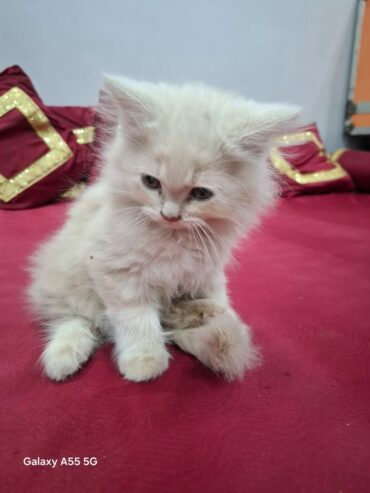 Fluffy D