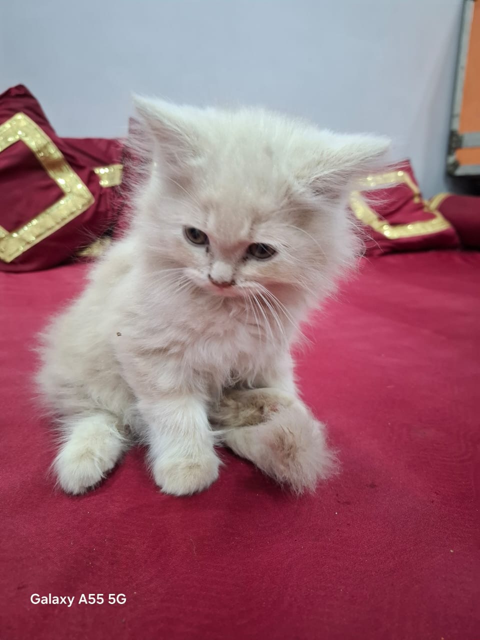 Fluffy D