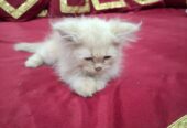 Fluffy D