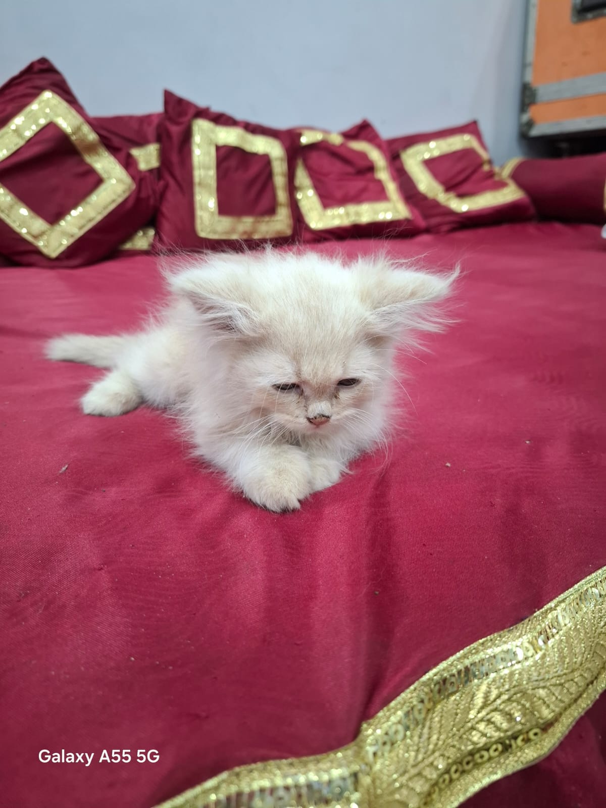 Fluffy D