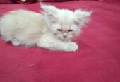 Fluffy D