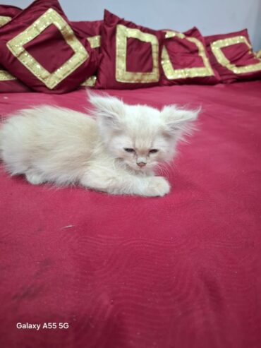 Fluffy D