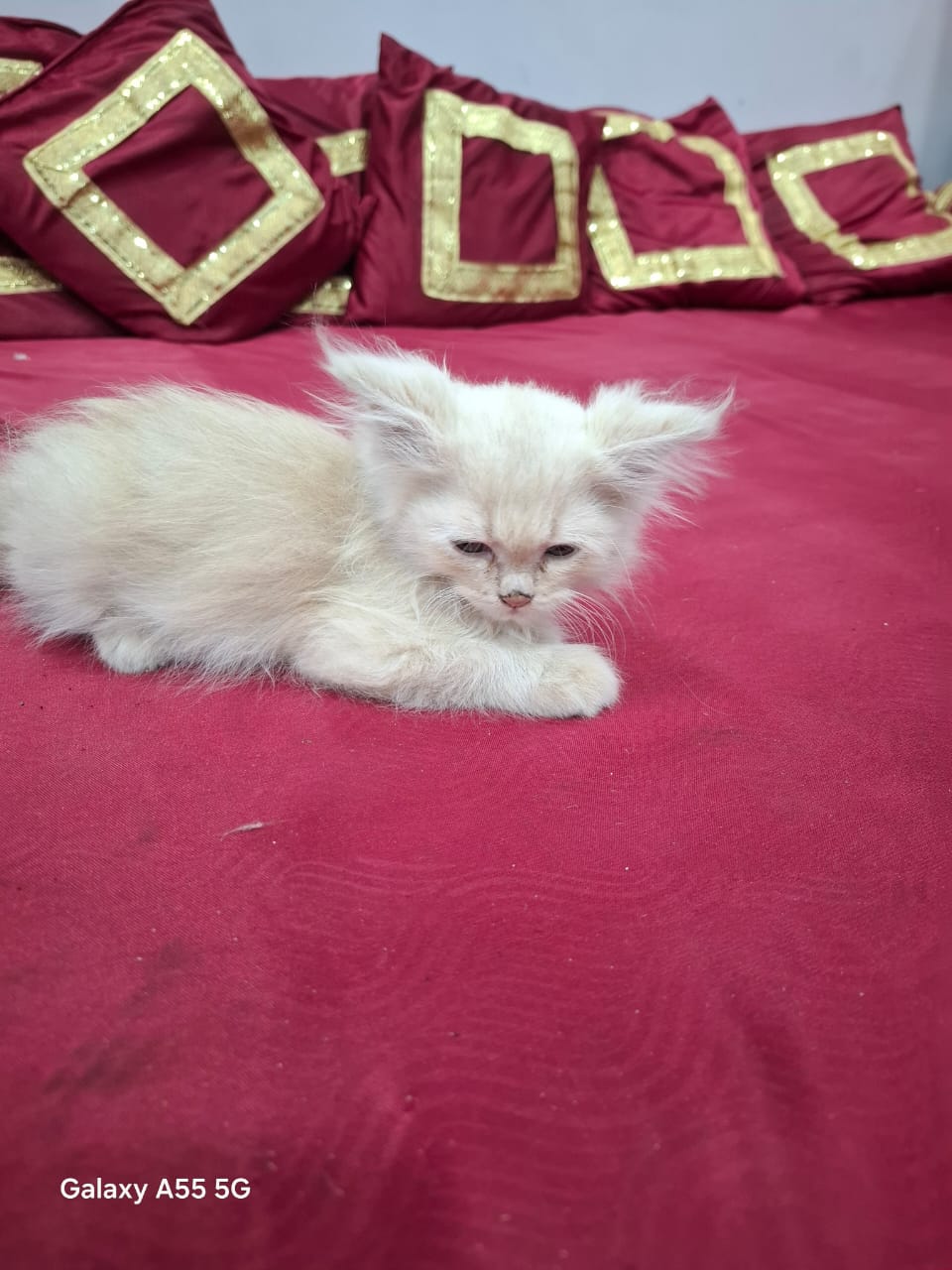 Fluffy D