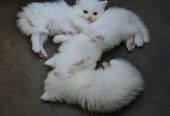 Persian Kitten