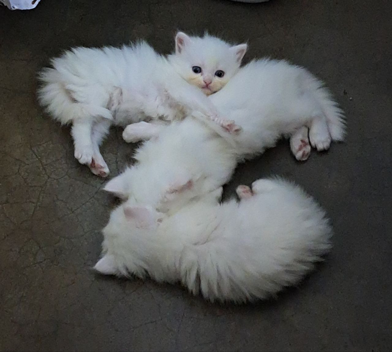 Persian Kitten