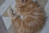 Persian Kitten