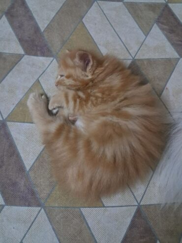 Persian Kitten