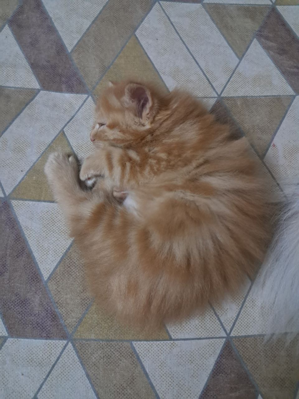 Persian Kitten
