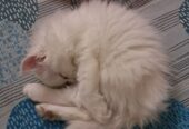 Persian Kitten
